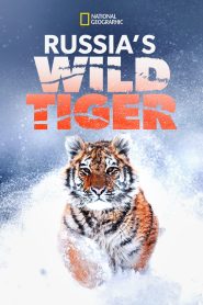 Russia’s Wild Tiger 2022